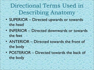 Comprehensive Guide to Basic Anatomical Terminology and Body Positions ...