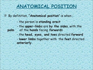 Comprehensive Guide to Basic Anatomical Terminology and Body Positions ...
