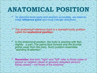 Comprehensive Guide to Basic Anatomical Terminology and Body Positions ...