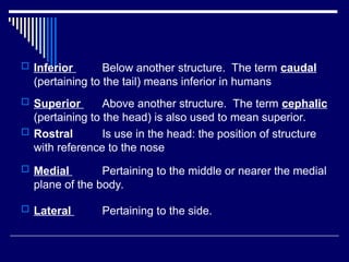 Comprehensive Guide to Anatomical Planes, Positions, and Body Movements ...