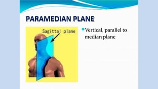 PARAMEDIAN PLANE
Vertical, parallel to
median plane
 