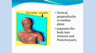  Vertical,
perpendicular
to median
plane
 separates the
body into
Anterior and
Posteriorparts
 
