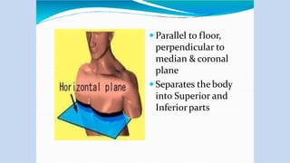  Parallel to floor,
perpendicular to
median & coronal
plane
 Separates the body
into Superior and
Inferiorparts
 