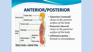  Anterior (ventral)
closer to the anterior
surface of the body
 Posterior (dorsal)
closer to the posterior
surface of the body
 reference point--
frontal or coronalplane
 
