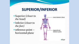  Superior (closer to
the head)
 Inferior (closer to
the feet)
 reference point--
horizontal plane
 