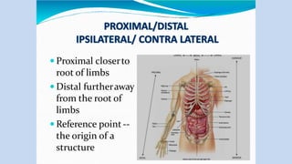  Proximal closerto
root of limbs
 Distal furtheraway
from the root of
limbs
 Reference point--
the origin of a
structure
 