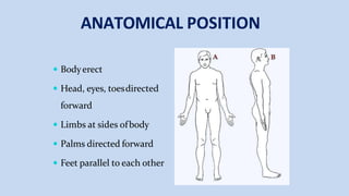 ANATOMICAL POSITION
 Bodyerect
 Head, eyes, toesdirected
forward
 Limbs at sides ofbody
 Palms directed forward
 Feet parallel to each other
 