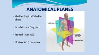  Median Sagittal/Median
plane
 Para Median /Sagittal
 Frontal (coronal)
 Horizontal (transverse)
 