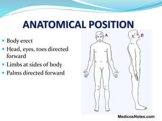 ANATOMICAL POSITION
 Body erect
 Head, eyes, toes directed
forward
 Limbs at sides of body
 Palms directed forward
Med...