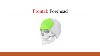 Anatomical Terms Organization of The Human Body.pptx