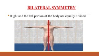 Anatomical Terms Organization of The Human Body.pptx