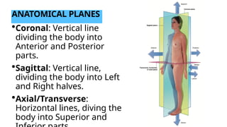 Halves Body Part Anatomical Terms, Planes, Positions & Movements-3.pptx