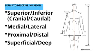 Anatomical Terms, Planes, Positions & Movements-3.pptx