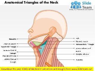 Anatomical Triangles of the Neck
 