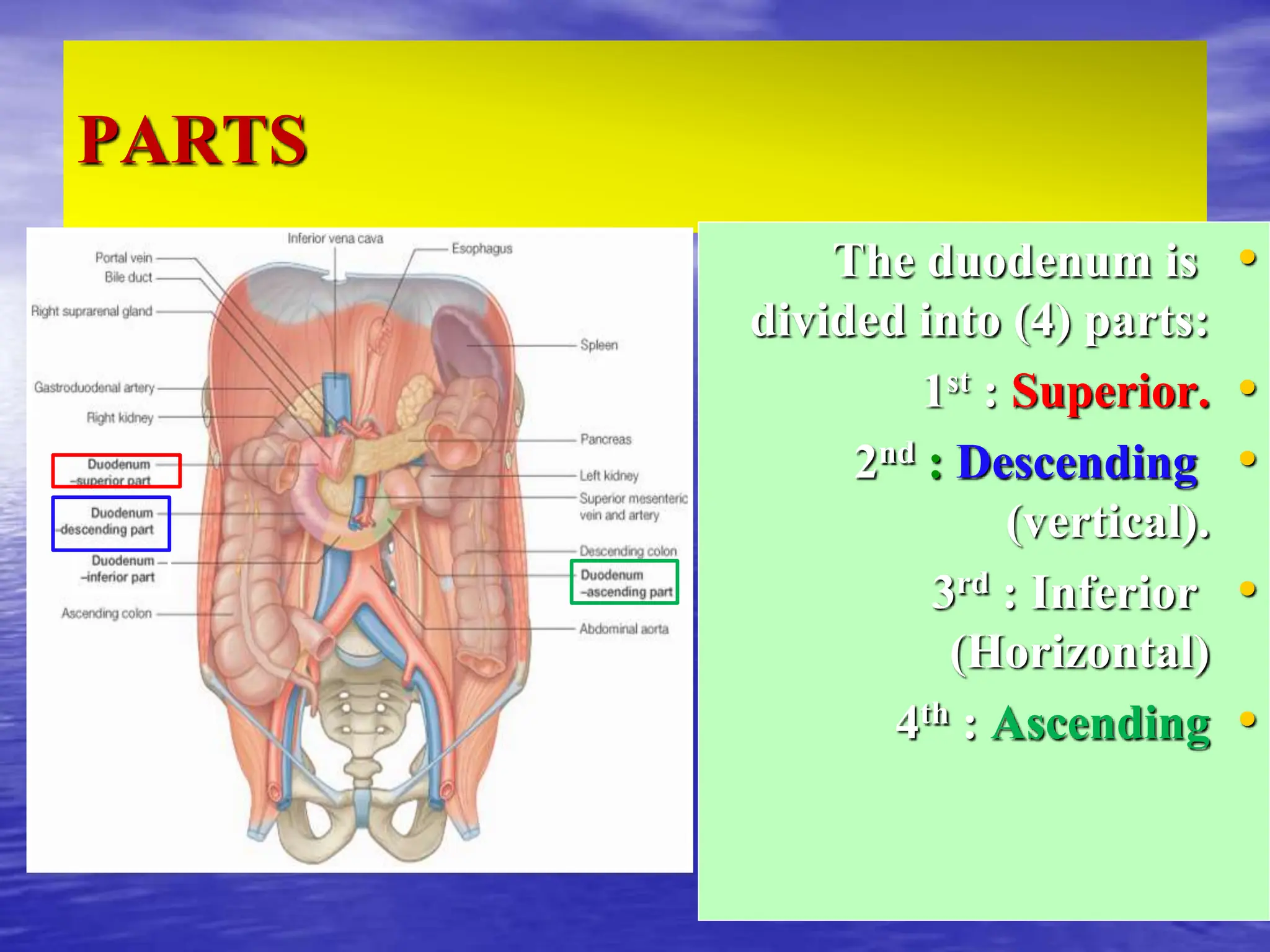 PARTS
•
The duodenum is
divided into (4) parts:
•
1st : Superior.
•
2nd : Descending
(vertical).
•
3rd : Inferior
(Horizontal)
•
4th : Ascending
 
