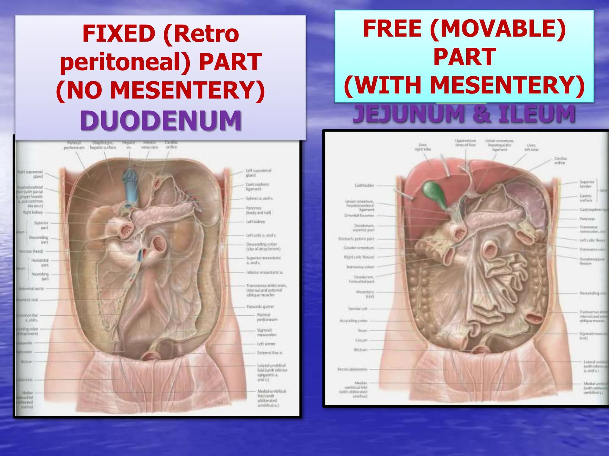 1 2
FIXED (Retro
peritoneal) PART
(NO MESENTERY)
DUODENUM
FREE (MOVABLE)
PART
(WITH MESENTERY)
JEJUNUM & ILEUM
 