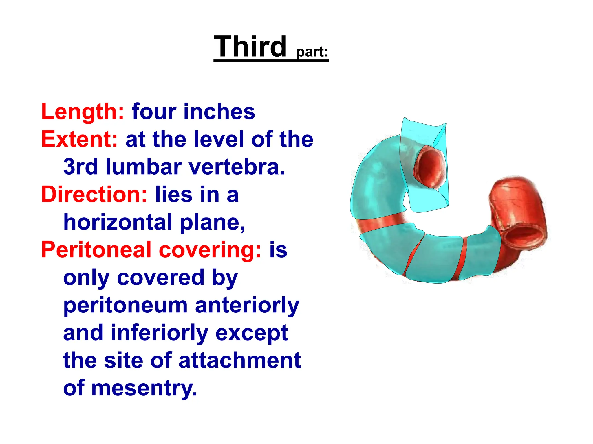 Third part:
Length: four inches
Extent: at the level of the
3rd lumbar vertebra.
Direction: lies in a
horizontal plane,
Peritoneal covering: is
only covered by
peritoneum anteriorly
and inferiorly except
the site of attachment
of mesentry.
 
