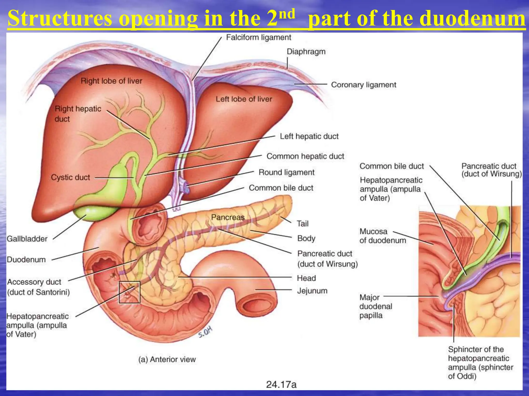 Structures opening in the 2nd part of the duodenum
 