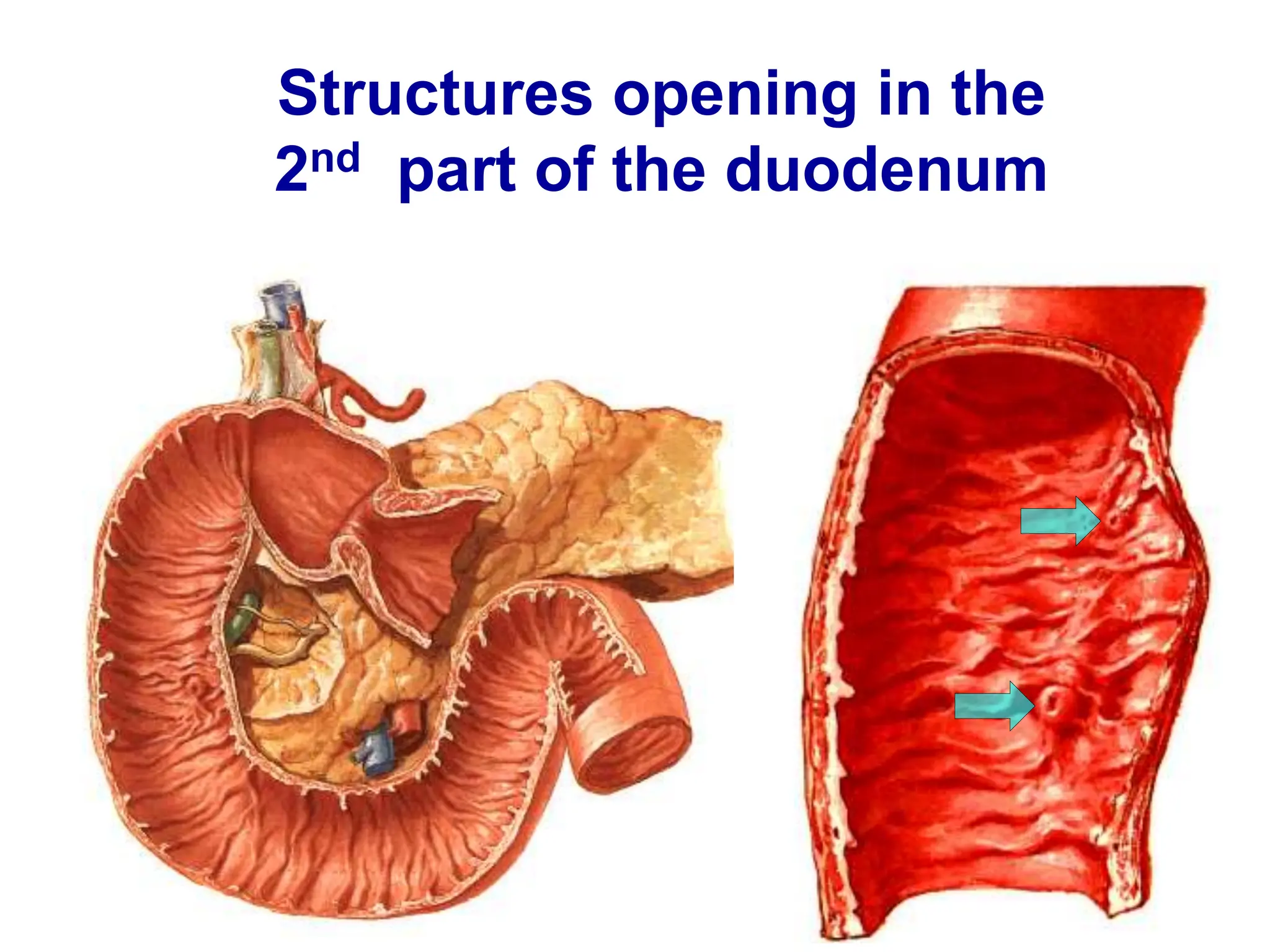 Structures opening in the
2nd part of the duodenum
 