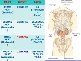 PART LENGTH LEVEL
FIRST
PART
(Superior)
2 INCHES L1
(Transpylor
ic
Plane)
SECOND
PART
(Descendin
g
3 INCHES DESCENDS
FROM L1
TO L3
THIRD
PART
(Horizontal
)
4 INCHES L3
(SUBCOTAL
PLANE)
FOURTH
PART
(Ascending
)
1 INCHES ASCENDS
FROM L3
TO L2
 