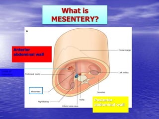 Posterior
abdominal wall
Anterior
abdominal wall
What is
MESENTERY?
Loop of
intestine
 