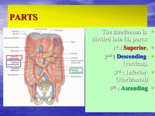 PARTS
•
The duodenum is
divided into (4) parts:
•
1st : Superior.
•
2nd : Descending
(vertical).
•
3rd : Inferior
(Horizontal)
•
4th : Ascending
 