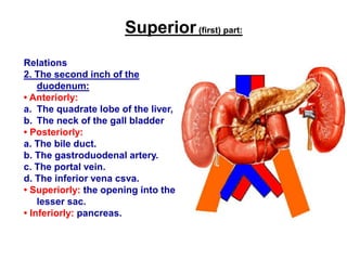 Superior(first) part:
Relations
2. The second inch of the
duodenum:
• Anteriorly:
a. The quadrate lobe of the liver,
b. The neck of the gall bladder
• Posteriorly:
a. The bile duct.
b. The gastroduodenal artery.
c. The portal vein.
d. The inferior vena csva.
• Superiorly: the opening into the
lesser sac.
• Inferiorly: pancreas.
 