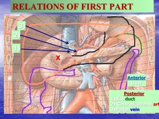 RELATIONS OF FIRST PART
X
Anterior
Liver
1)
2)
3)
X
Posterior
1)Bile duct
2) Gastroduodenal art
3)Portal vein
 