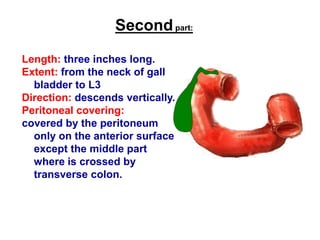 Secondpart:
Length: three inches long.
Extent: from the neck of gall
bladder to L3
Direction: descends vertically.
Peritoneal covering:
covered by the peritoneum
only on the anterior surface
except the middle part
where is crossed by
transverse colon.
 