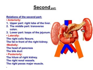 Secondpart:
Relations of the second part:
• Anteriorly:
1. Upper part: right lobe of the liver.
2. The middle part: transverse
colon.
3. Lower part: loops of the jejunum.
• Laterally:
The right colic flexure.
The fat in front of the right kidney.
•Medially:
The head of pancreas
The bile duct
• Posteriorly:
The hilum of right kidney.
The right renal vessels.
The right psoas major muscle.
.
 