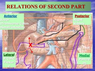 RELATIONS OF SECOND PART
X
Anterior
)Liver
)Transverse Colon
)Small intestine
Posterior
Right
kidney
Lateral
R Colic
Flexur
e
Medial
Pancre
as
 