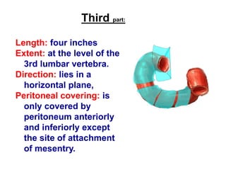 Third part:
Length: four inches
Extent: at the level of the
3rd lumbar vertebra.
Direction: lies in a
horizontal plane,
Peritoneal covering: is
only covered by
peritoneum anteriorly
and inferiorly except
the site of attachment
of mesentry.
 