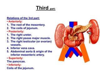 Third part:
Relations of the 3rd part:
• Anteriorly:
1. The root of the mesentery.
2. The coils of jejunum.
• Posteriorly:
1. The right ureter.
2. The right psoas major muscle.
3. The right testicular (or ovarian)
vessels.
4. Inferior vena cava.
5. Abdominal aorta & origin of the
inferior mesenteric artery.
• Superiorly:
The pancrcas.
• Inferiorly:
Coils of the jejunum.
 