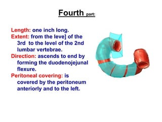 Fourth part:
Length: one inch long.
Extent: from the leve] of the
3rd to the level of the 2nd
lumbar vertebrae.
Direction: ascends to end by
forming the duodenojejunal
flexure.
Peritoneal covering: is
covered by the peritoneum
anteriorly and to the left.
 