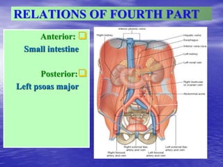 RELATIONS OF FOURTH PART

Anterior:
Small intestine

Posterior:
Left psoas major
psoas
 