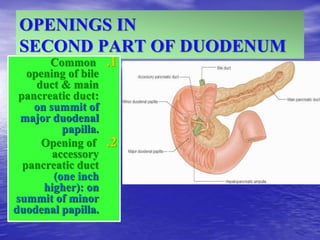 OPENINGS IN
SECOND PART OF DUODENUM
.1
Common
opening of bile
duct & main
pancreatic duct:
on summit of
major duodenal
papilla.
.2
Opening of
accessory
pancreatic duct
(one inch
higher): on
summit of minor
duodenal papilla.
 