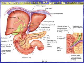 Structures opening in the 2nd part of the duodenum
 