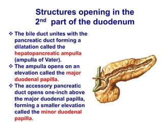 Structures opening in the
2nd part of the duodenum
 The bile duct unites with the
pancreatic duct forming a
dilatation called the
hepatopancreatic ampulla
(ampulla of Vater).
 The ampulla opens on an
elevation called the major
duodenal papilla.
 The accessory pancreatic
duct opens one-inch above
the major duodenal papilla,
forming a smaller elevation
called the minor duodenal
papilla.
 