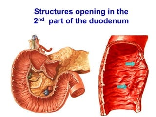 Structures opening in the
2nd part of the duodenum
 