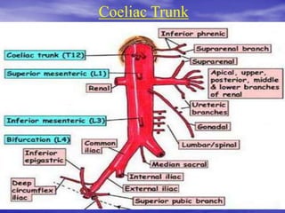 Coeliac Trunk
 