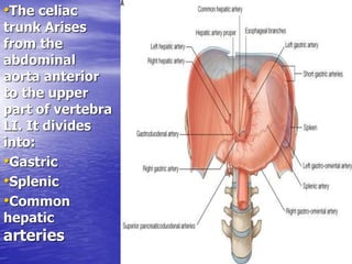 •The celiac
trunk Arises
from the
abdominal
aorta anterior
to the upper
part of vertebra
LI. It divides
into:
•Gastric
•Splenic
•Common
hepatic
arteries
 