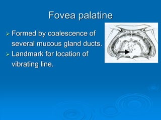 Fovea palatine
 Formed by coalescence of
several mucous gland ducts.
 Landmark for location of
vibrating line.
 