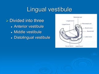 Lingual vestibule
 Divided into three
 Anterior vestibule
 Middle vestibule
 Distolingual vestibule
 