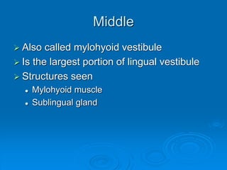 Middle
 Also called mylohyoid vestibule
 Is the largest portion of lingual vestibule
 Structures seen
 Mylohyoid muscle
 Sublingual gland
 