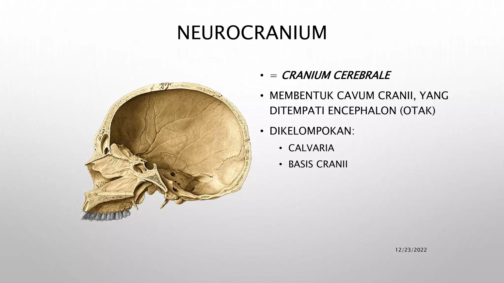 Anatomi Cranium.pptx