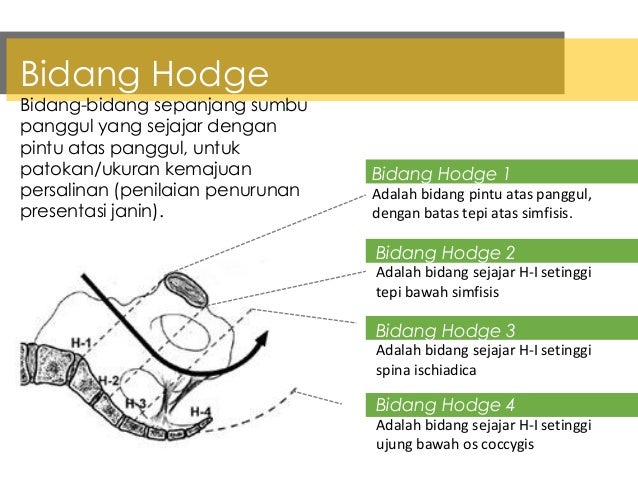 Anatomi dan fisiologi alat reproduksi