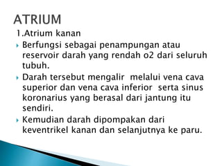 1.Atrium kanan
 Berfungsi sebagai penampungan atau
reservoir darah yang rendah o2 dari seluruh
tubuh.
 Darah tersebut mengalir melalui vena cava
superior dan vena cava inferior serta sinus
koronarius yang berasal dari jantung itu
sendiri.
 Kemudian darah dipompakan dari
keventrikel kanan dan selanjutnya ke paru.
 
