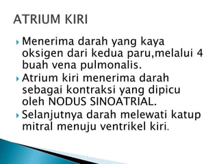  Menerima darah yang kaya
oksigen dari kedua paru,melalui 4
buah vena pulmonalis.
 Atrium kiri menerima darah
sebagai kontraksi yang dipicu
oleh NODUS SINOATRIAL.
 Selanjutnya darah melewati katup
mitral menuju ventrikel kiri.
 