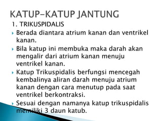 1. TRIKUSPIDALIS
 Berada diantara atrium kanan dan ventrikel
kanan.
 Bila katup ini membuka maka darah akan
mengalir dari atrium kanan menuju
ventrikel kanan.
 Katup Trikuspidalis berfungsi mencegah
kembalinya aliran darah menuju atrium
kanan dengan cara menutup pada saat
ventrikel berkontraksi.
 Sesuai dengan namanya katup trikuspidalis
memiliki 3 daun katub.
 