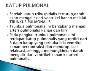  Setelah katup trikuspidalis tertutup,darah
akan mengalir dari ventrikel kanan melalui
TRUNKUS PULMONALIS.
 Trunkus pulmonalis ini bercabang menjadi
arteri pulmonalis kanan dan kiri
 Pada pangkal trunkus pulmonalis ini
terdapat katup pulmonalis yang terdiri dari
3 daun katup yang terbuka bila ventrikel
kanan berkontraksi dan menutup saat
relaksasi,sehingga memungkinkan darah
mengalir dari ventrikel kanan ke arteri
pulmonalis.
 